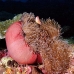 anemonefish_pink_mid_v_0705_png1229.jpg